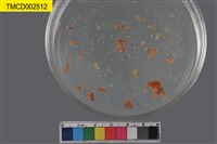 藏品(絨毛折顎蟹)的圖片